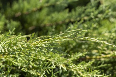 Yakın plan Yeşil Çam Ağacı Şubesi