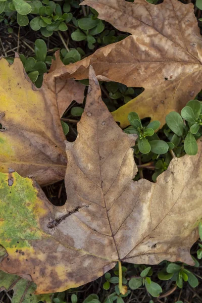 Torr Brunaktiga Höstlöv Grönt Gräs Ovanifrån — Stockfoto