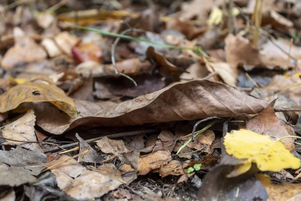 Hojas Otoño Envejecidas Suelo —  Fotos de Stock