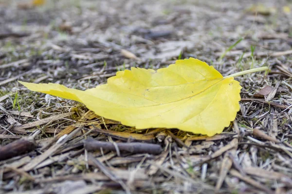 Gult Höstlöv Som Ligger Skogsmarken — Stockfoto