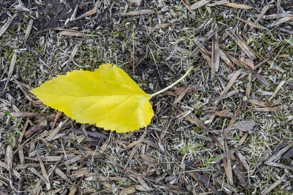 Żółty Jesienny Liść Leżący Terenie Lasu — Zdjęcie stockowe