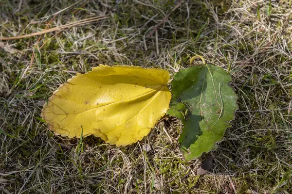 Amarillo Verde Deja Uno Lado Del Otro Suelo — Foto de Stock