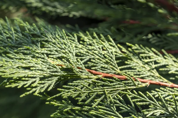 Closeup Green Pine Tree Branch — Stock Photo, Image