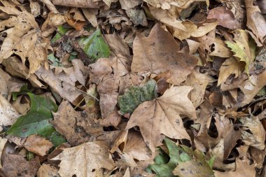 Sonbahar Akçaağaç Renkli Yaprakları Yığını
