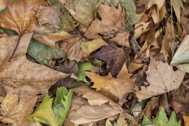 Kuru sonbahar yaprakları yerde.