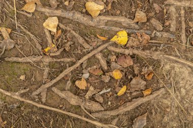 Ahşap Kök Damarları, Toprak ve Sonbahar Yaprakları 'ndan yaratılan doku