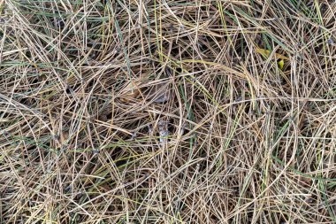 Kuru Çam İğnelerinden Oluşturulan Arkaplan