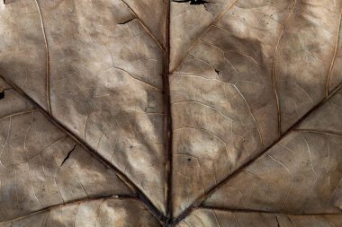 Yakın çekim Kuru Kahverengi Sonbahar Yaprak DokusuName