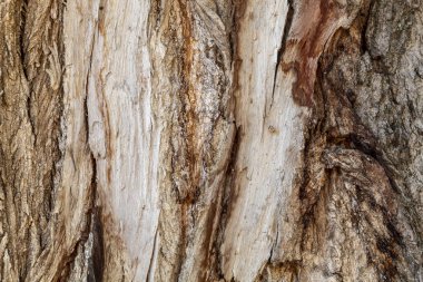 Arkaplan ya da Kaplama için Ağaç Kabuğu Dokusunu Kapat