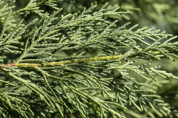 Nahaufnahme Grüner Kiefernzweig — Stockfoto