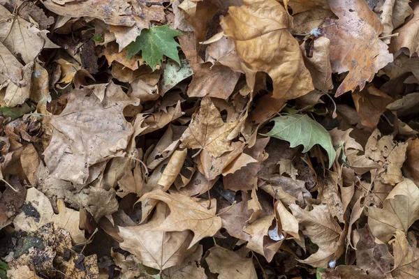 Högen Höstlönn Färgade Blad — Stockfoto