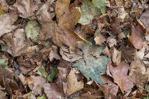 Högen Höstlönn Färgade Blad — Stockfoto