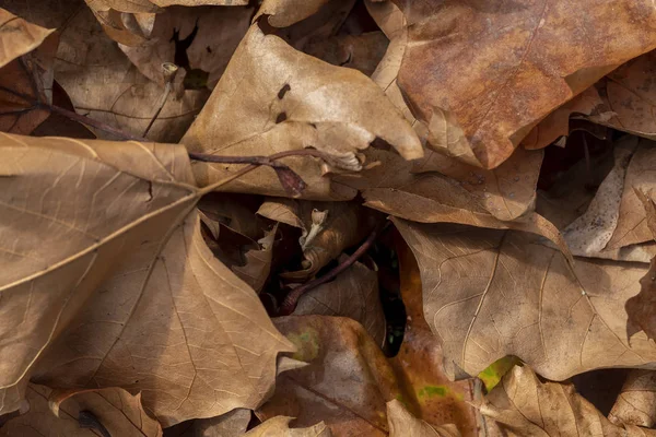 Closeup Brownish Folhas Outono Secas — Fotografia de Stock