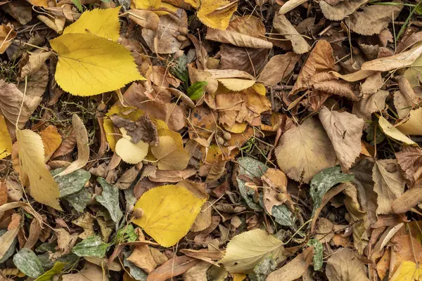 Folhas Secas Outono Chão — Fotografia de Stock