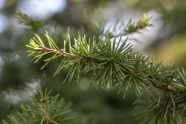 Closeup Green Pine Tree Branch — Stock fotografie