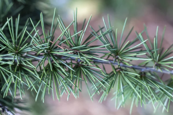 Closeup Green Pine Tree Branch — Stock fotografie
