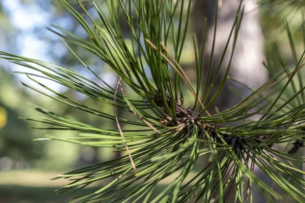 Closeup Green Pine Tree Branch — Stock fotografie