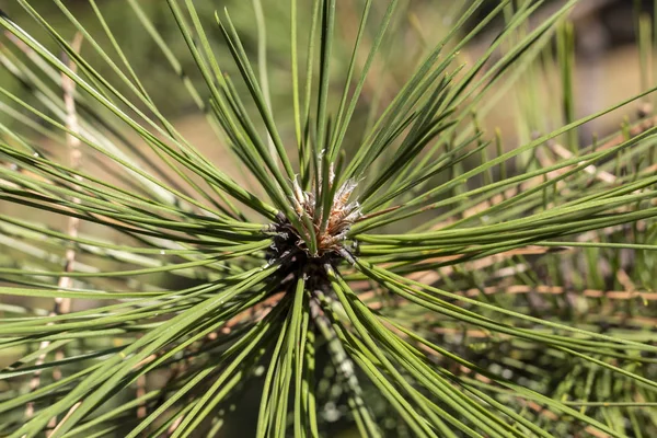 Closeup Green Pine Tree Branch — Stock fotografie