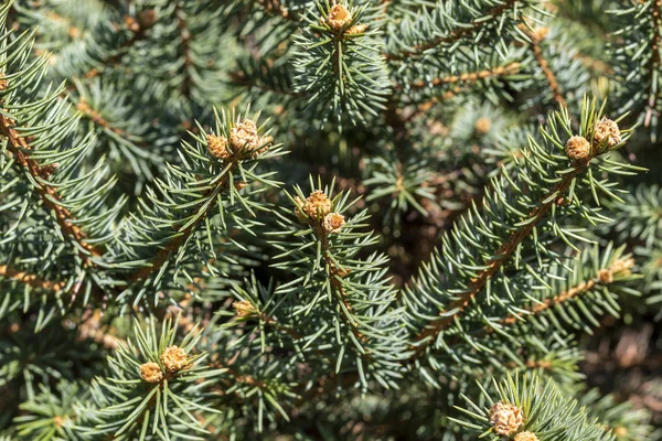 Natale Rami Abete Sfondo — Foto Stock