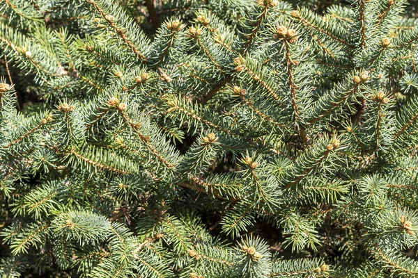 Větve Stromů Jedle Vánoční Pozadí — Stock fotografie