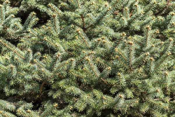 Weihnachten Tanne Tannenbaum Äste Hintergrund — Stockfoto