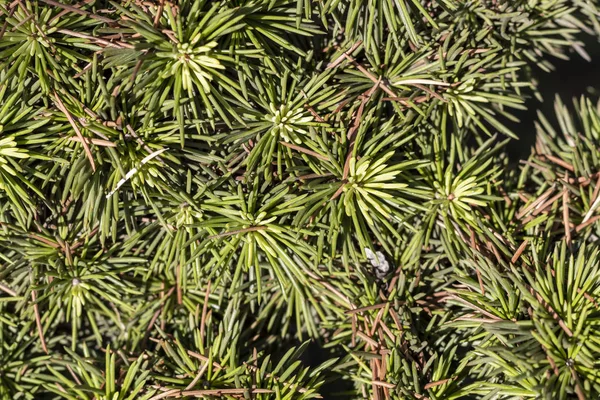 Closeup Green Pine Tree Branch — Stock fotografie