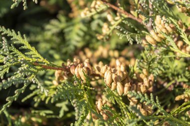 çam ağacı dalları kapanır