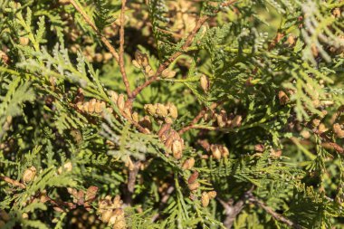 çam ağacı dalları kapanır