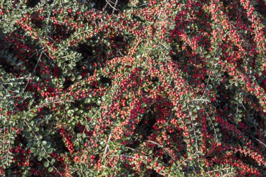 Kırmızı Meyveler Yeşil Yapraklar Arkaplanı