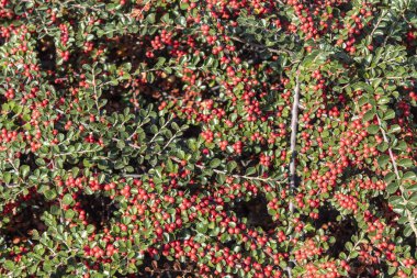 Kırmızı Meyveler Yeşil Yapraklar Arkaplanı