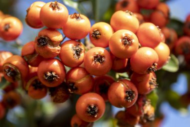 Şubedeki Portakal Meyvelerini Kapat