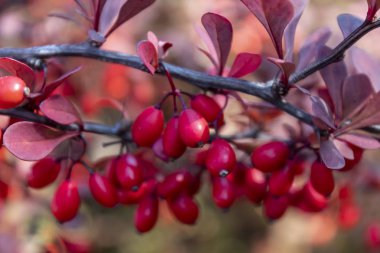 Şubedeki Kırmızı Böğürtlenleri Kapat