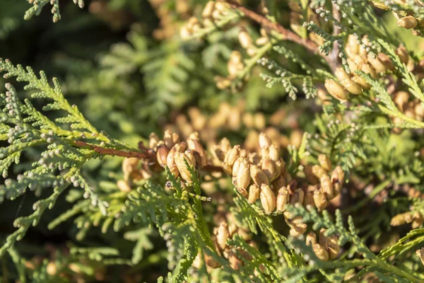 çam ağacı dalları kapanır
