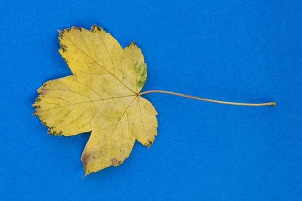 Żółty Jesienny Liść Niebieskim Tle Kopią Miejsca Prawej Stronie — Zdjęcie stockowe