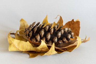 Çiçeğin İçindeki Çam Kozalağı Kuru Sarımsı Sonbahar Yaprakları Kullanımı