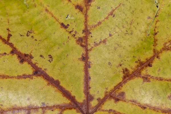 Closeup Brown Outono Folha Textura — Fotografia de Stock