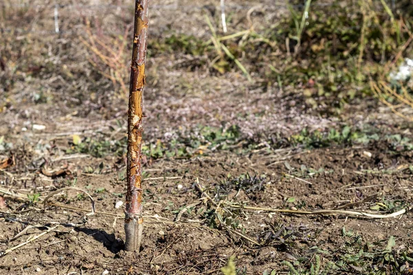 One Year Old Sweet Cherry Tree Damaged Wild Rabbit — Stock Photo, Image