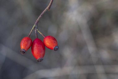 Kırmızı Meyveli Rosa Canina Şubesi