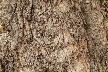 Closeup Tree Bark Texture Background
