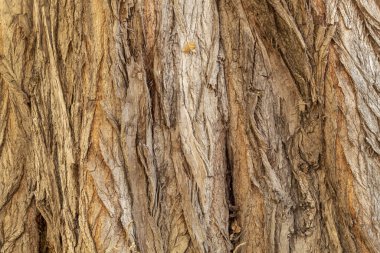 Closeup Tree Bark Texture Background