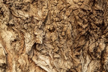Closeup Tree Bark Texture Background