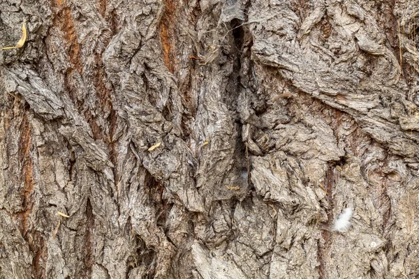 Closeup Tree Bark Texture Background — Stockfoto