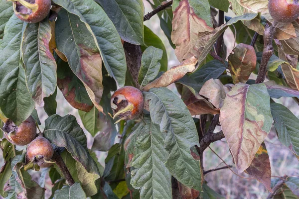 Close Common Medlar Tree Ripe Fruits Autumn Leaves — стоковое фото