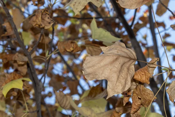 Folhas Outono Acastanhadas Secas Ramo Árvore — Fotografia de Stock