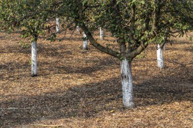 Tipik Sırp Erik Bahçesi Beyazlatılmış