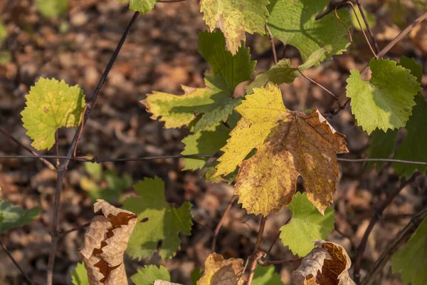 Grape Vine Leaf Branch — стокове фото