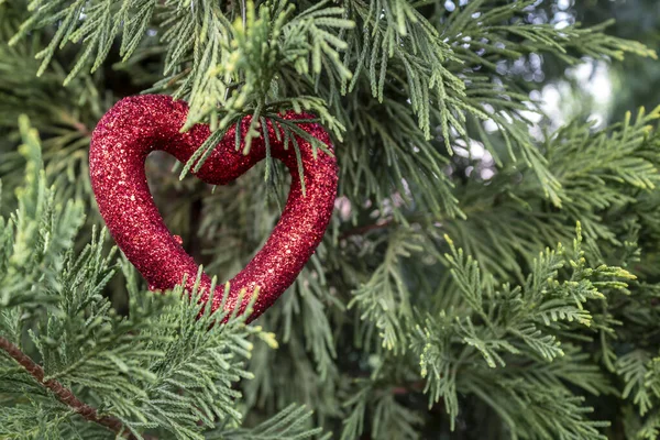 Close Up Red Heart Hanged on Real Pine Tree in Nature. Composition Useful for Christmas and New Year Greeting Card