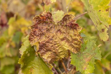 Akçaağaç Sonbahar Üzüm Yaprağı