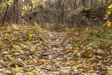 Sonbahar Yaprakları Sola Dönen Doğadaki Yaya Yolu