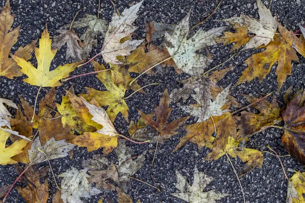 Hojas Húmedas Otoño Sobre Fondo Asfalto — Foto de Stock